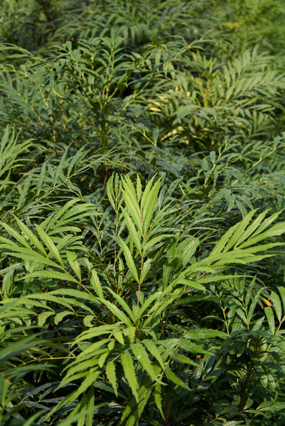 Mahonia fortunei textured leaves - Foto, imagen