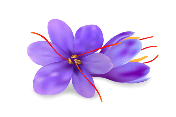 Fiori di zafferano viola realistici con pestelli lunghi e petali delicati isolati su sfondo bianco. Illustrazione di piante tropicali vettoriali. - Vettoriali, immagini