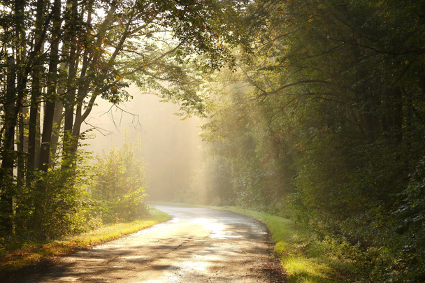 obszarów wiejskich lane w jesień las na brzasku ranny - Zdjęcie, obraz