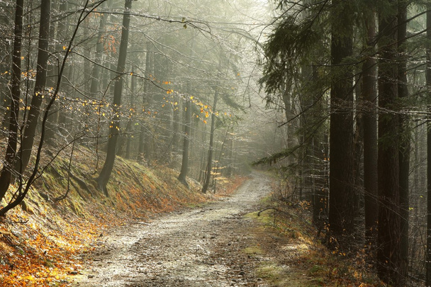 Misty forest trail - Photo, Image