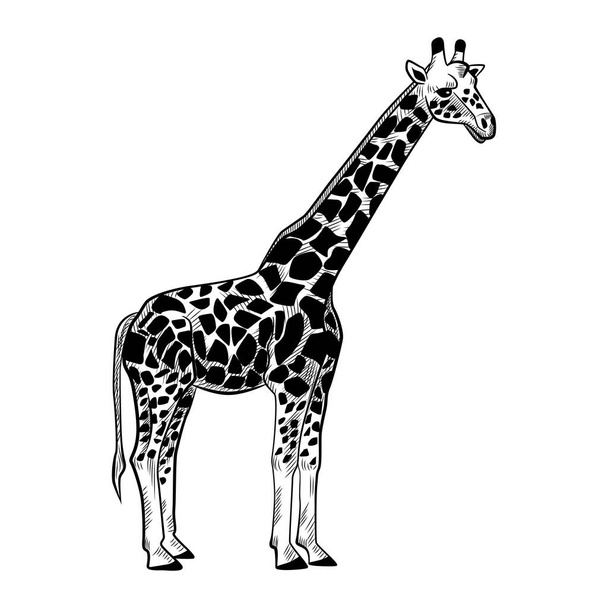 Жираф ізольований на білому тлі. Ескіз графічної тварини довга шия савани в гравюрному стилі. Дизайн ретро чорно-білого малюнка. Векторні ілюстрації
. - Вектор, зображення