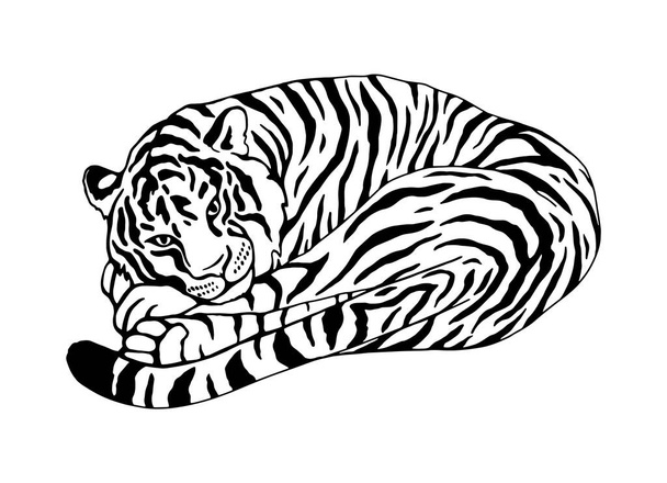 tigre yace acurrucado. ilustración en blanco y negro - Vector, Imagen