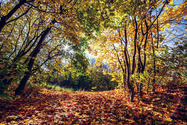 Φθινόπωρο πάρκο, δάσος με πολύχρωμα φύλλα και δέντρα που πέφτουν. - Φωτογραφία, εικόνα