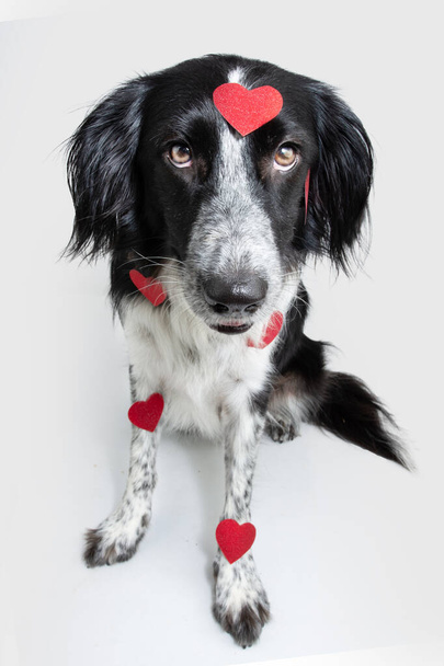 Dog celebrating valentine's day covered with red hearts. Isolated on white background - Foto, Bild