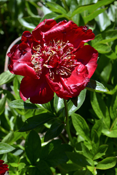 Primo piano rosso fiore di peonia cinese (Paeonia lactiflora) in giardino - Foto, immagini