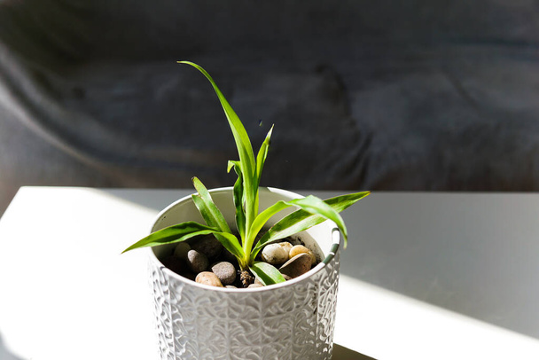 Spider plant in white pot under sunshine. Indoor plants. - Photo, Image