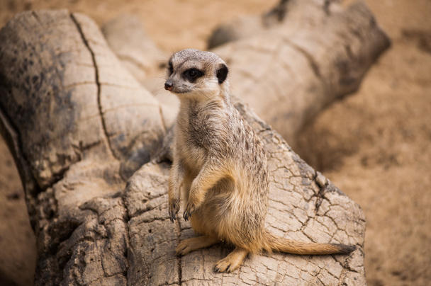 The meerkat or suricate in Lisbon Zoo - Photo, Image