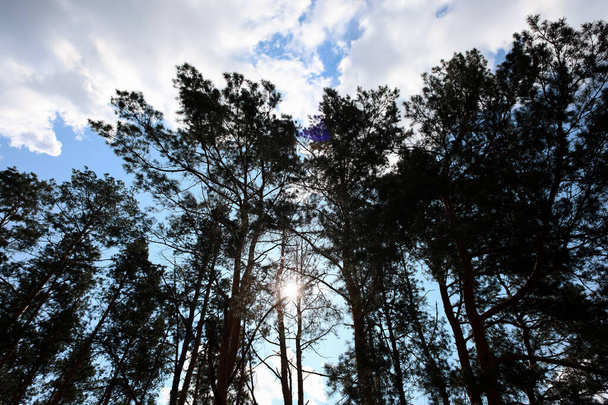 pine forest view from the bottom up on the branches of trees through which the sun's rays of light break through - 写真・画像