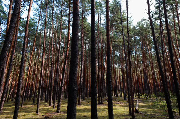 belle forêt de pins piliers lisses arbres poussent en rangs - Photo, image