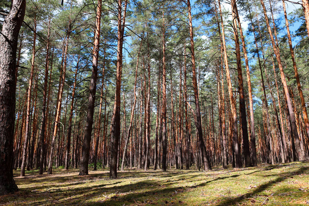 hermoso bosque de pinos pilares lisos árboles crecen en filas - Foto, Imagen