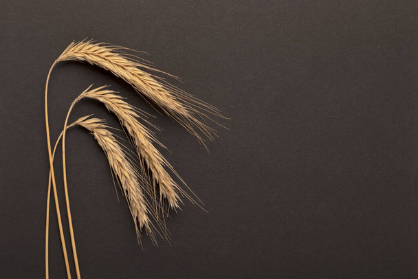 Three wheat ears on a black background. Wheat spikelets. - Photo, image
