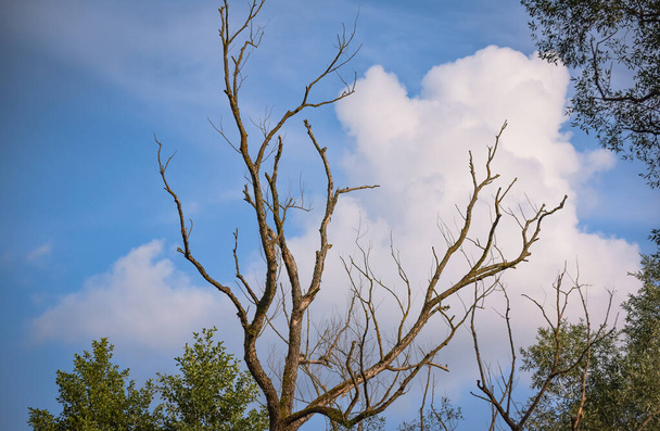 Landscape with dry tree against the blue sky - Fotografie, Obrázek