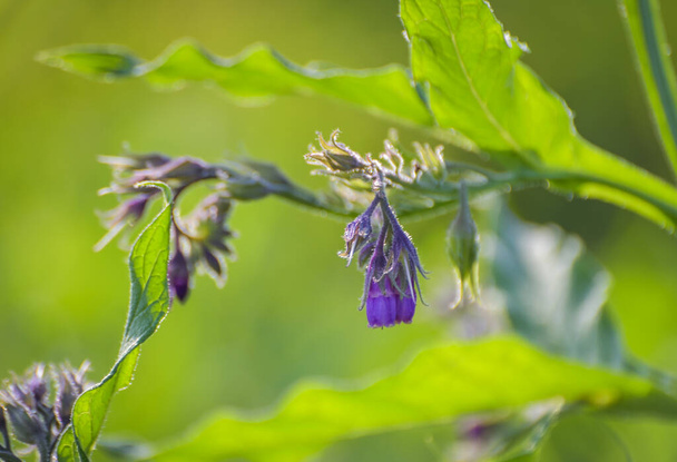 Квітуча рослина з дикої мерзлоти
 - Фото, зображення