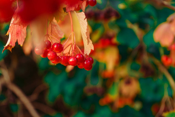 Viburnum roikkuu oksalla, kypsät marjat ulkona luonnossa - Valokuva, kuva