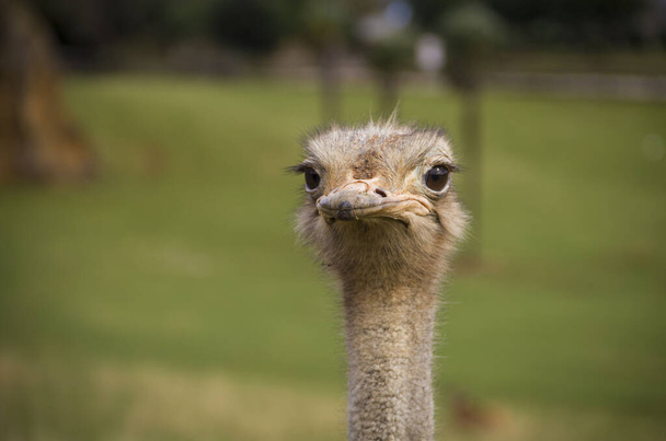 A closeup of the head of an African ostrich in savannah - Photo, image