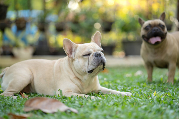 A selective focus shot of french bulldogs on a lawn in a park on a sunny day - Foto, Bild