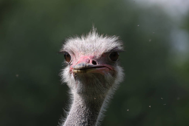 The head of an ostrich on an ostrich farm - Photo, Image