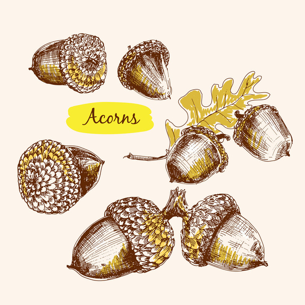 Acorns illustrations - Vector, Image