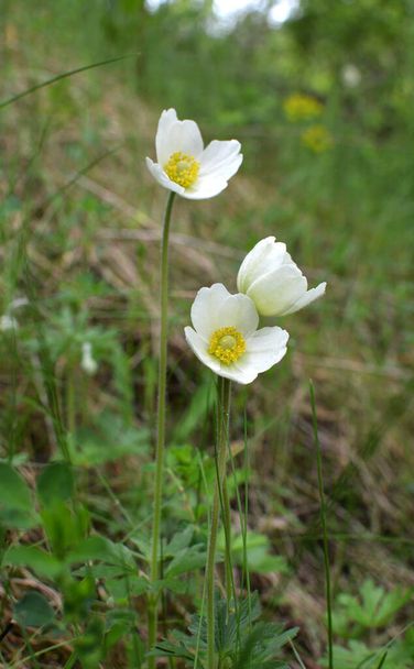 In spring in the wild, in the forest blooms Anemone sylvestris - Photo, Image
