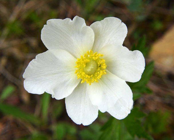 Keväällä luonnossa, metsässä kukkii Anemone sylvestris - Valokuva, kuva