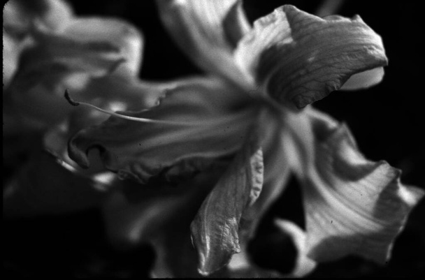 close up of a lily flower  - Zdjęcie, obraz