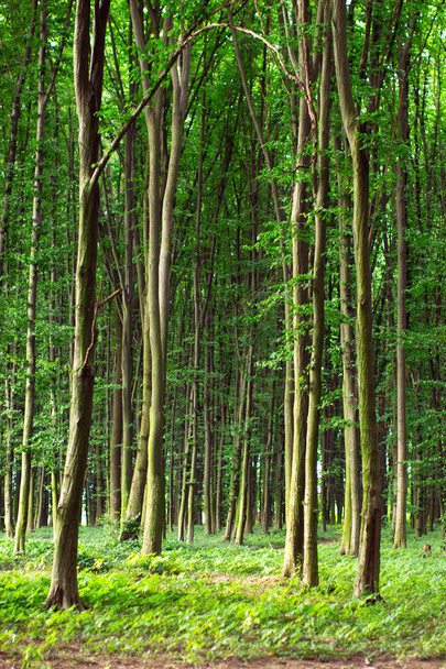 magas zöld bükkfák nyári erdőben - Fotó, kép