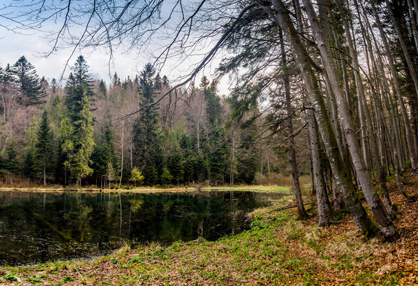 Polianytske lake in the forest in carpathian mountains, national park Skolivski beskidy, Lviv region of Western Ukraine - Fotoğraf, Görsel