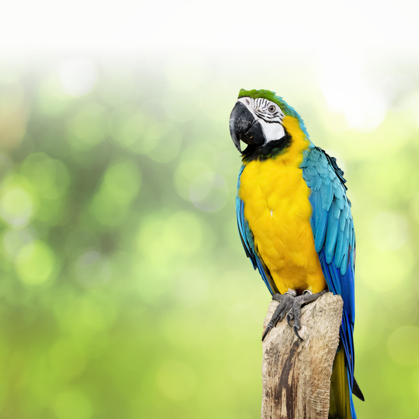 pássaro de papagaio sentado no poleiro - Foto, Imagem