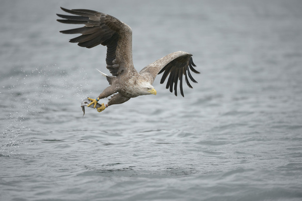Eagle Catching Prey - Photo, Image