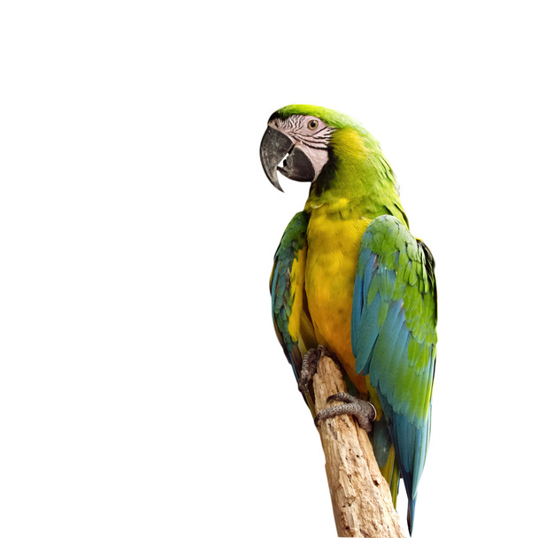 papoušek sedící na bidýlku - Fotografie, Obrázek