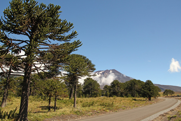 Araucaria, Şili'nin sembolü - Fotoğraf, Görsel