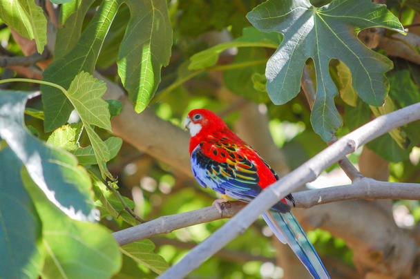 Papagei steht auf dem Ast eines Baumes - Foto, Bild