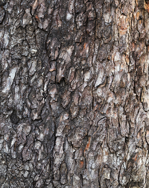 cortex pine tree background - Foto, Bild