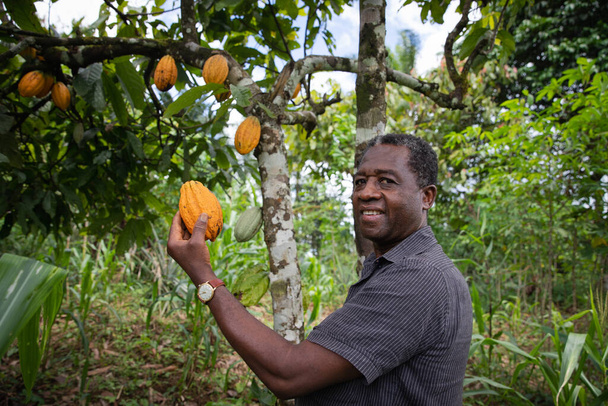 Un granjero africano sonriente sostiene una vaina de cacao en su mano. Negro agricultor senior en su plantación de cacao. vaina de cacao amarillo maduro - Foto, Imagen