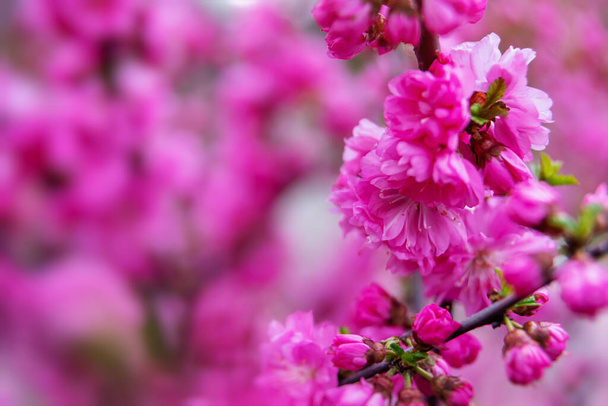 ピンクの花と春の背景。自然界のクローズアップ画像 - 写真・画像