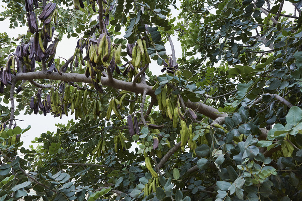keçiboynuzu ağacı carobs tam - Fotoğraf, Görsel