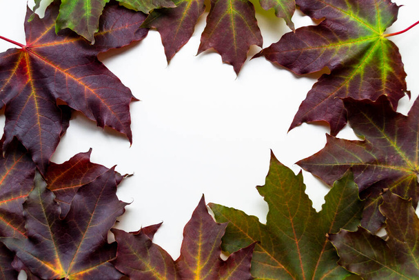 Purple maple leafs on white background with please fot text in centre. Autumn flat lay. - 写真・画像