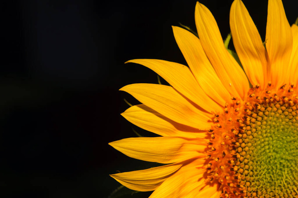A sunflower blooming with dark background, in shallow focus - Foto, Imagen