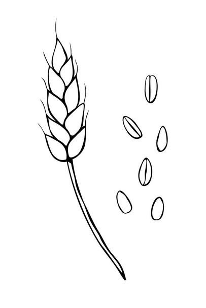 Vector outline spikelet of wheat and grains isolated on white background. Hand drawn contour clipart in doodle style. Theme of bakery products, flour, harvest, thanksgiving. - Vector, Image