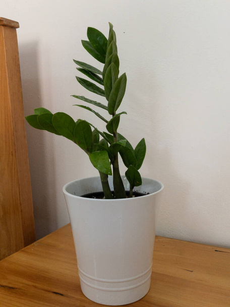 Zamioculcas zamifolia plant met een aantrekkelijk en glanzend blad - Foto, afbeelding