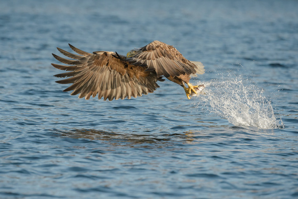 αετός κυνήγι - Φωτογραφία, εικόνα