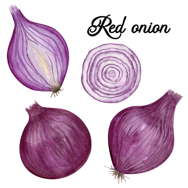 9002 Red onion food illustration. Watercolor hand drawn vegetable clipart set. - Photo, Image