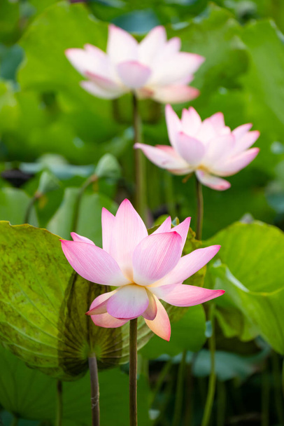floración flores de loto composición vertical - Foto, Imagen