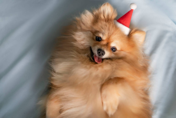 Dog Pomeranian Spitz lies on his back sticking out his tongue and looks into the camera - Foto, Bild