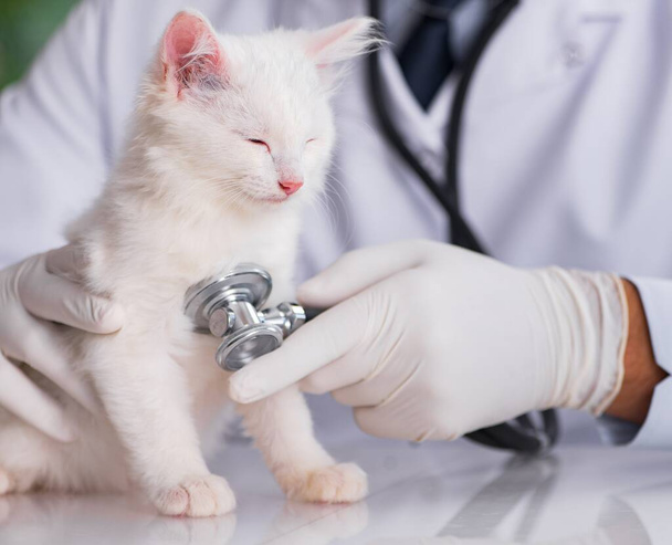 Bílé kotě, návštěva veterináře pro kontrolu nahoru - Fotografie, Obrázek