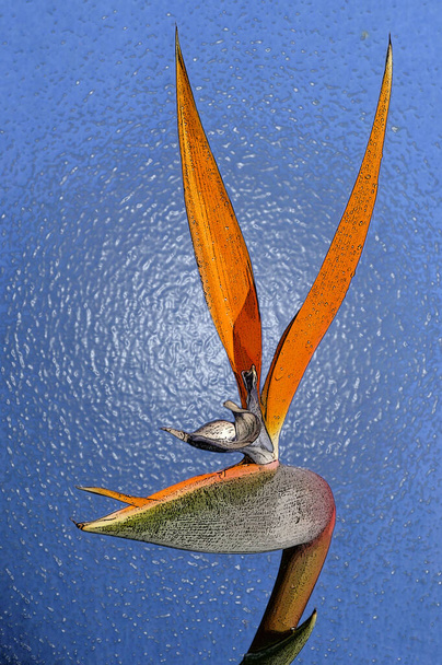 Strelitzia é um género botânico pertencente à família Poaceae. Também chamado de pássaro do paraíso Na África do Sul é comumente conhecido como uma flor de guindaste e é destaque no reverso da moeda de 50 cêntimos. É... - Foto, Imagem