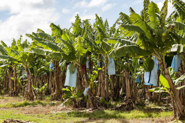 Bananenplantage de bomen hebben zakken om de vrucht te beschermen tegen schade veroorzaakt door insecten en andere dieren, door wrijven tegen de bladeren of door de toepassing van chemische producten De innovatie wordt toegeschreven aan Carlos Gonzales Fajardo in 1956 in Gu - Foto, afbeelding