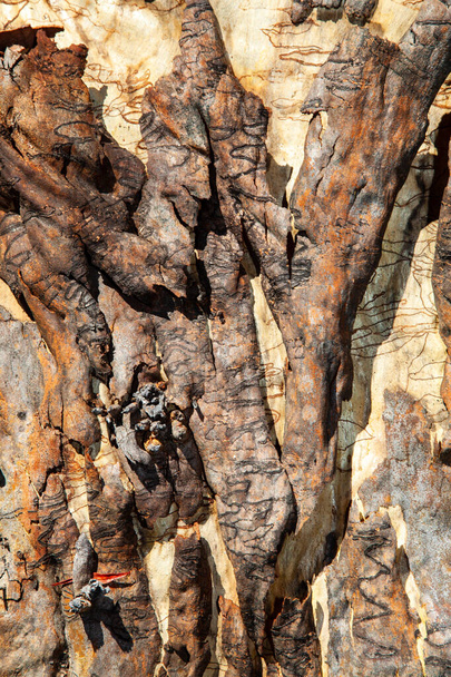 Scribbly gum is a name given to a variety of different Australian Eucalyptus trees which play host to the larvae of scribbly gum moths which leave distinctive scribbly burrowing patterns on the bark - Photo, Image