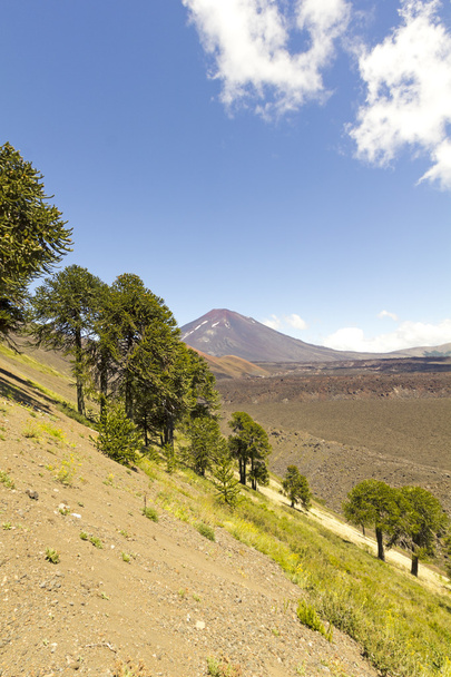 Araucarias in Malalcahuello Park, Chile - Photo, Image