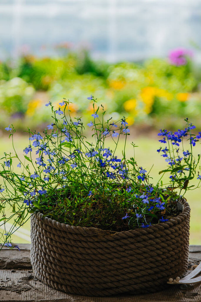 niebieskie kwiaty lobelia w garnku juty i sznurka na oknie w ogrodzie - Zdjęcie, obraz